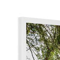 Boulder and Yew Budget Framed Poster