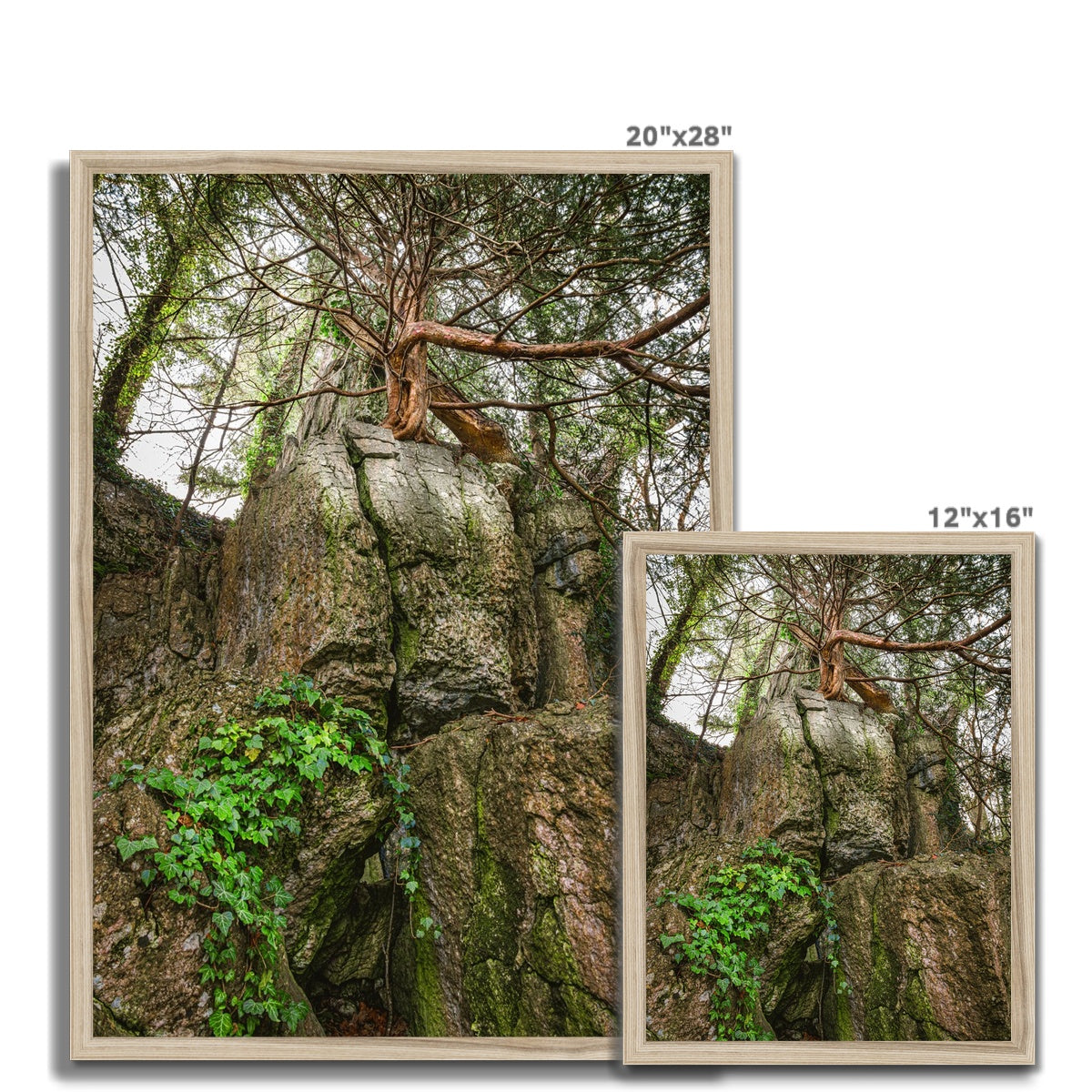 Boulder and Yew Budget Framed Poster