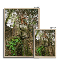 Boulder and Yew Budget Framed Poster