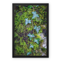 Ivy Clad Framed Canvas