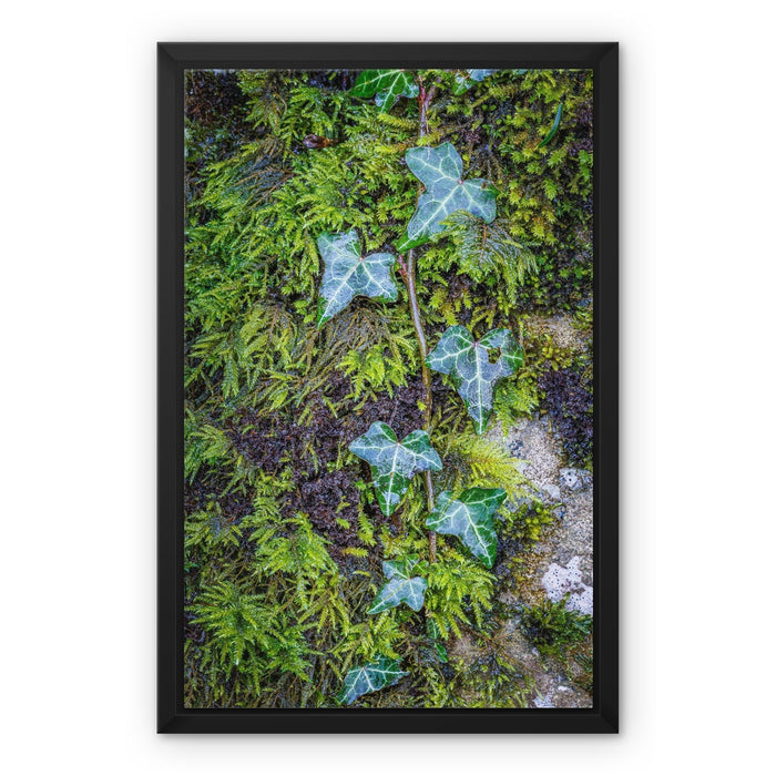 Ivy Clad Framed Canvas