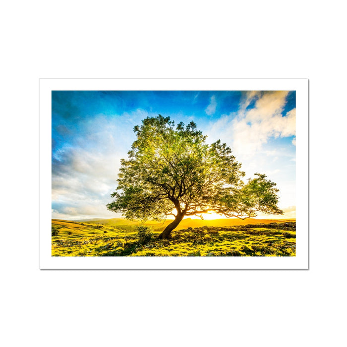 The Winskill Ash Fine Art Print