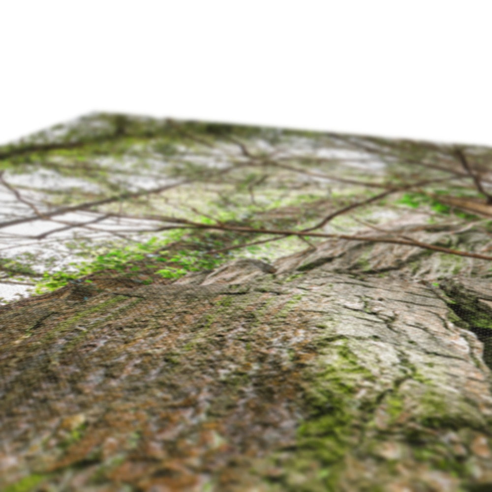 Boulder and Yew Canvas