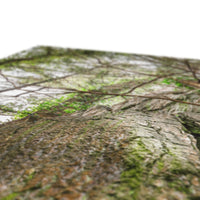 Boulder and Yew Canvas