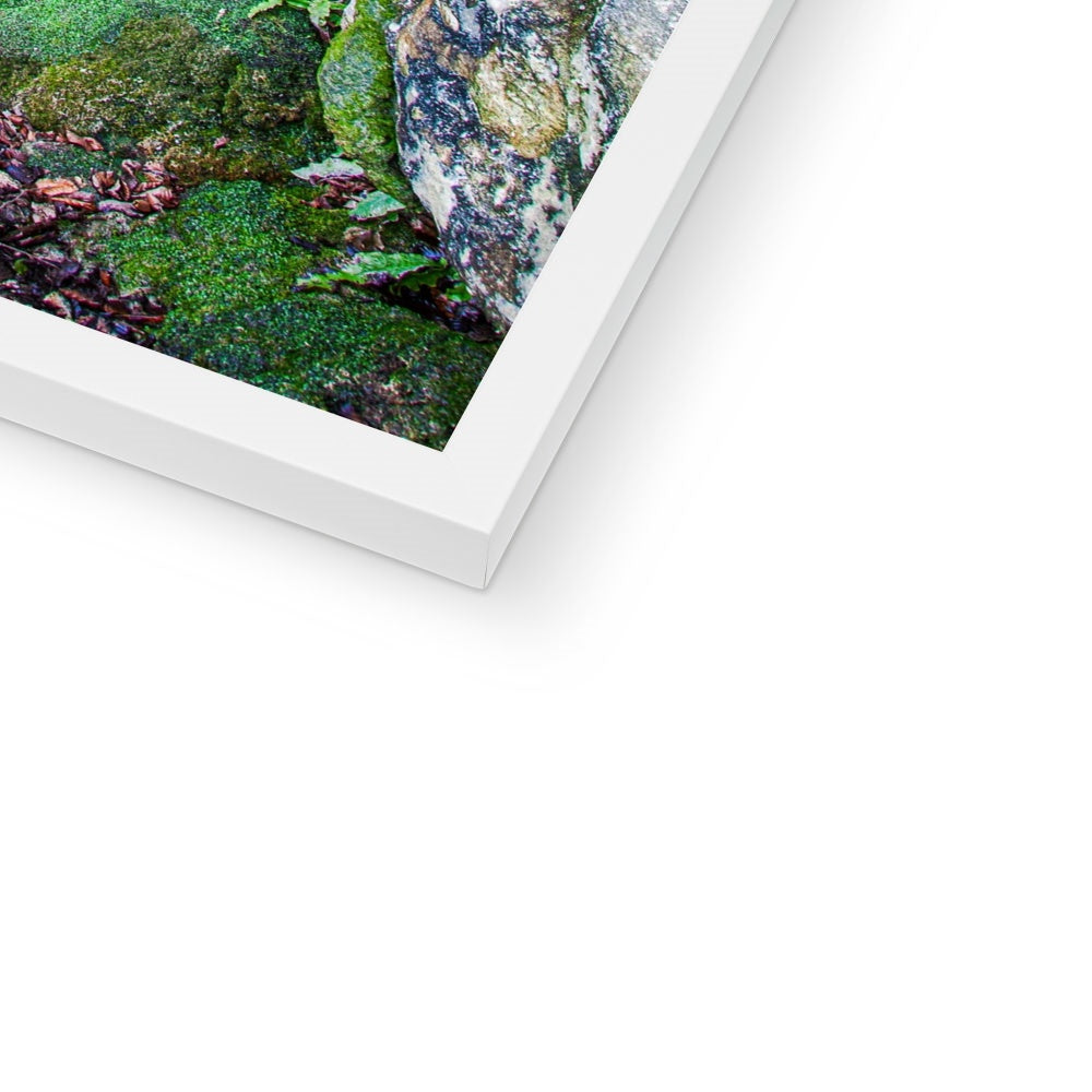 Yew guardian Framed Print