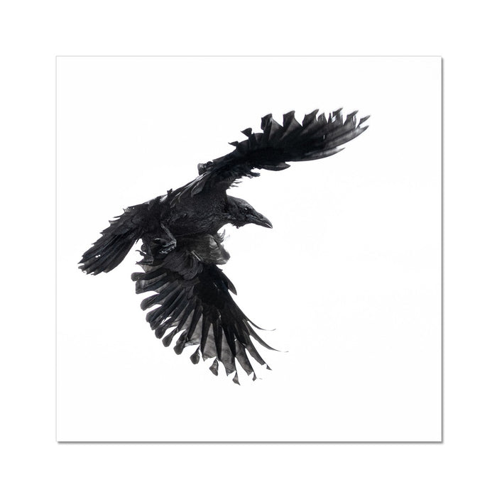 Raven 1 Wall Art Poster