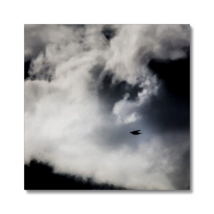 Storm Raven 1 Canvas