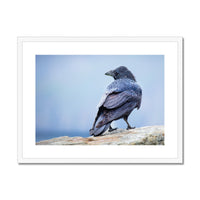 The Raven of Ireland Framed & Mounted Print