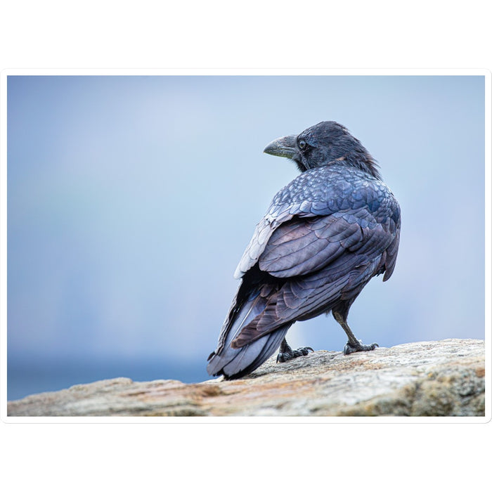 The Raven of Ireland Sticker
