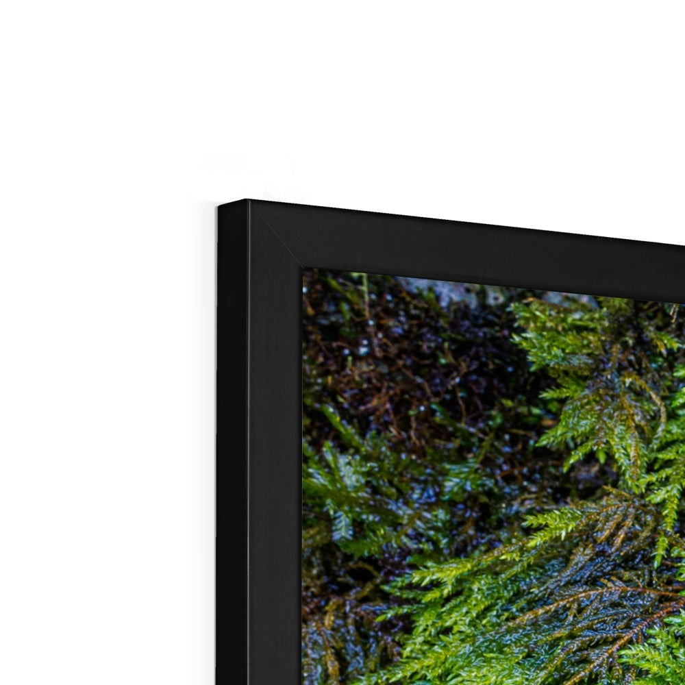 Ivy Clad Framed Print