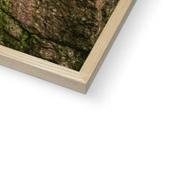 Boulder and Yew Budget Framed Poster
