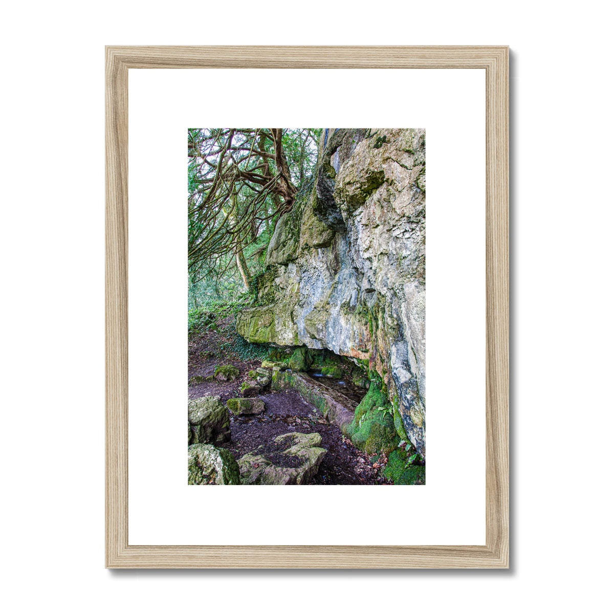 Yew guardian Framed & Mounted Print