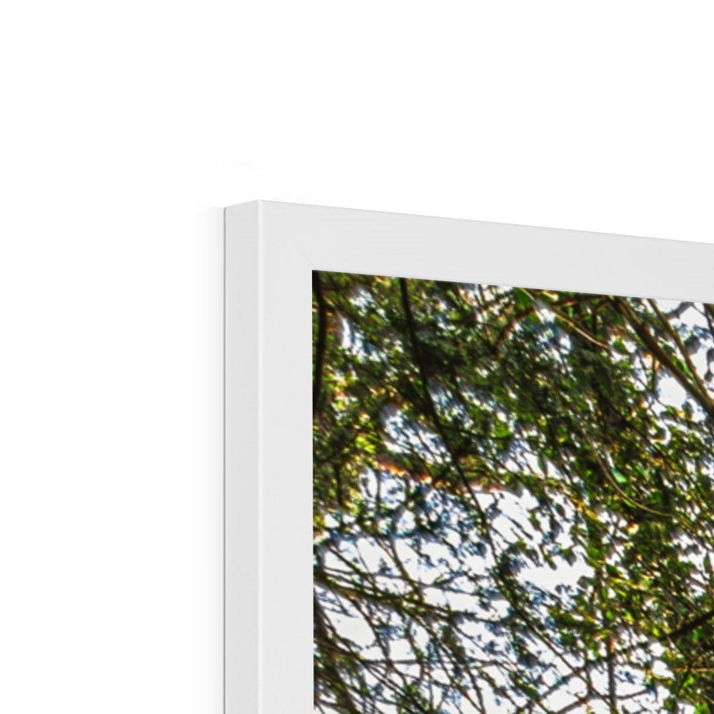 Boulder and Yew Framed Print