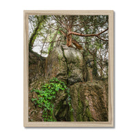 Boulder and Yew Budget Framed Poster