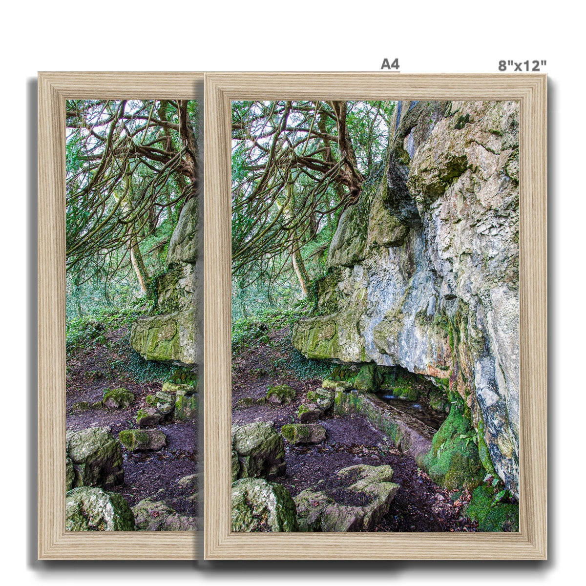Yew guardian Framed Print