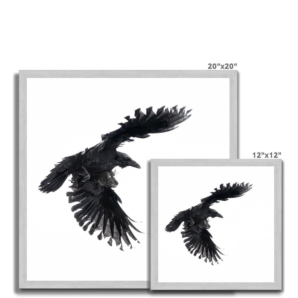 Raven 1 Antique Framed Print