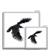 Raven 1 Antique Framed Print