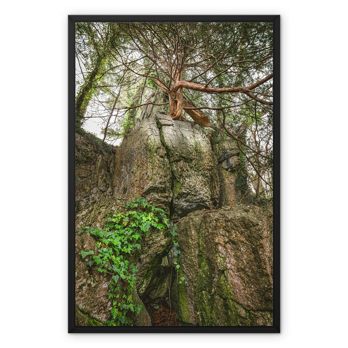 Boulder and Yew Framed Canvas