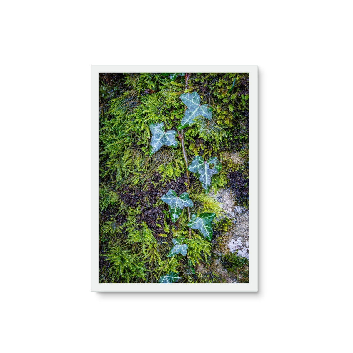 Ivy Clad Framed Photo Tile