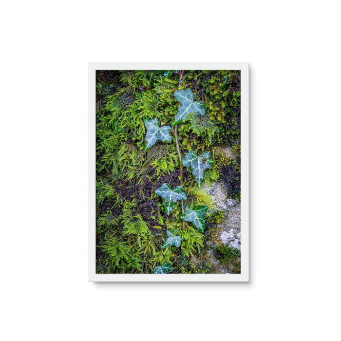 Ivy Clad Framed Photo Tile