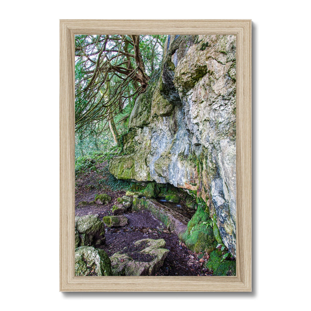 Yew guardian Framed Print