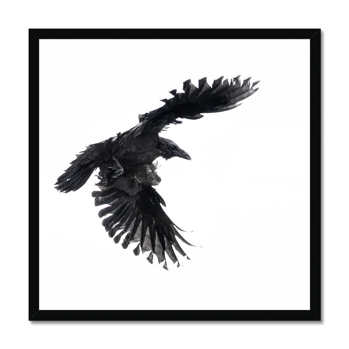 Raven 1 Budget Framed Poster