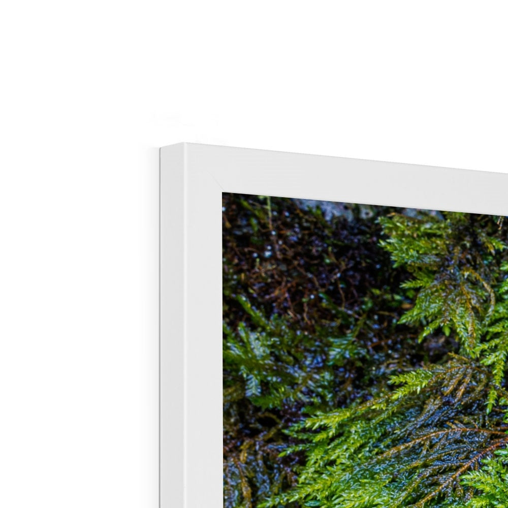 Ivy Clad Framed Print