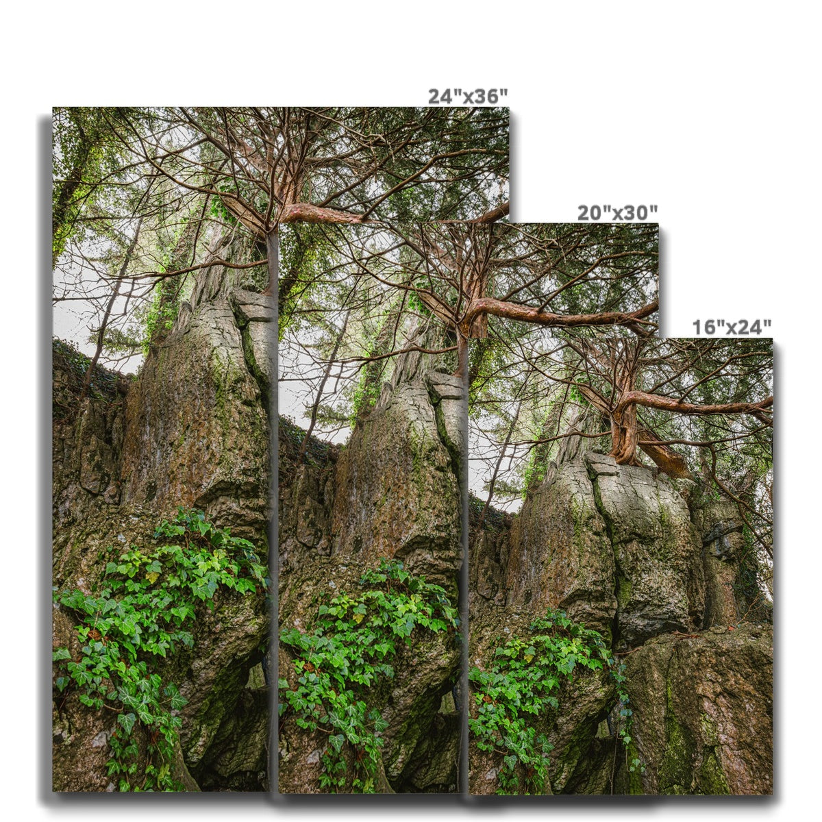 Boulder and Yew Canvas