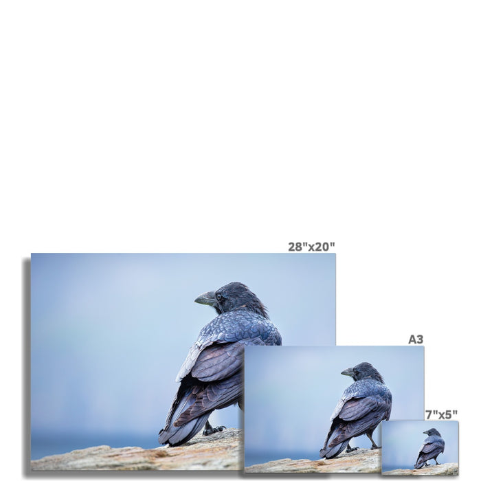 The Raven of Ireland Wall Art Poster