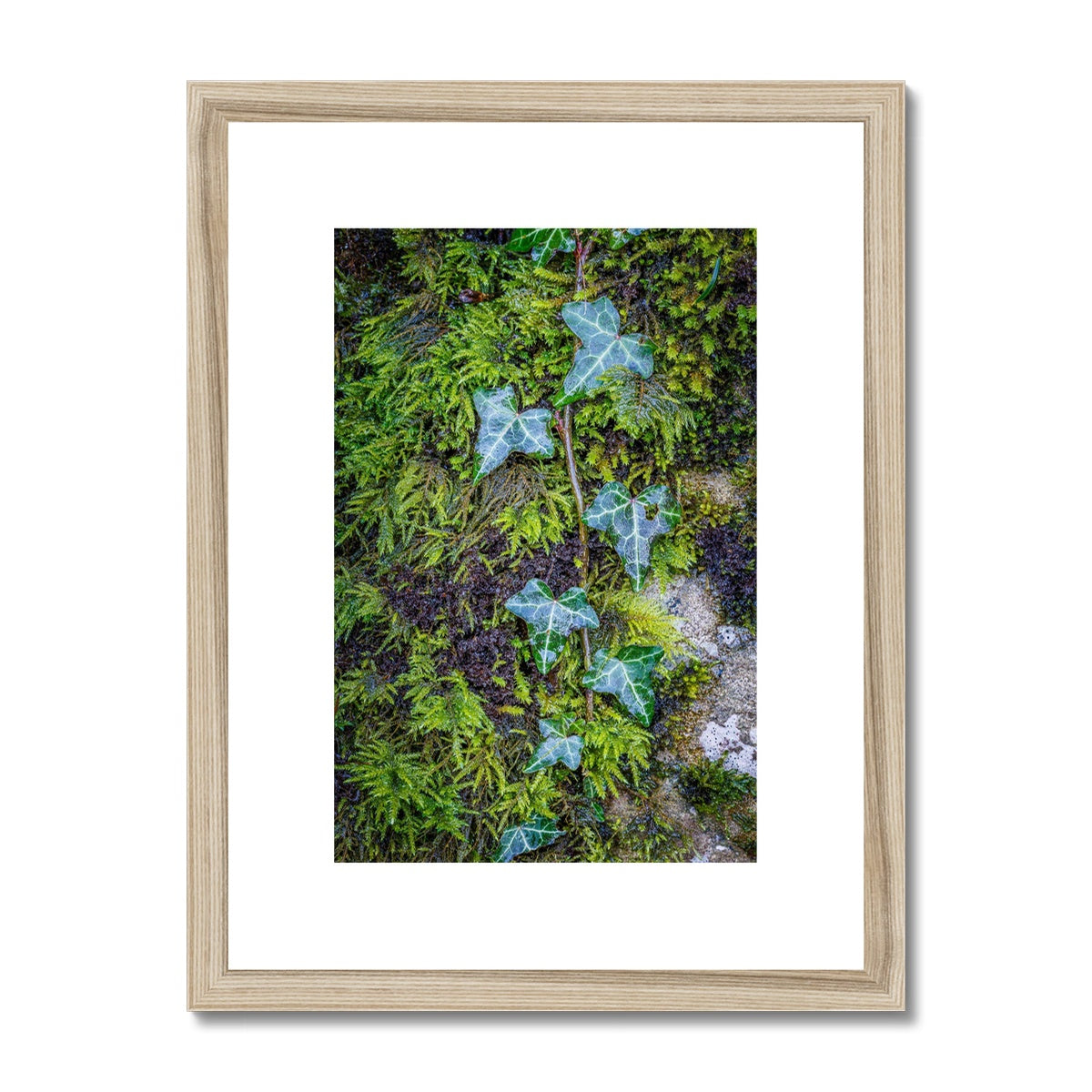 Ivy Clad Framed & Mounted Print
