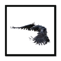 Raven 2 Framed Print
