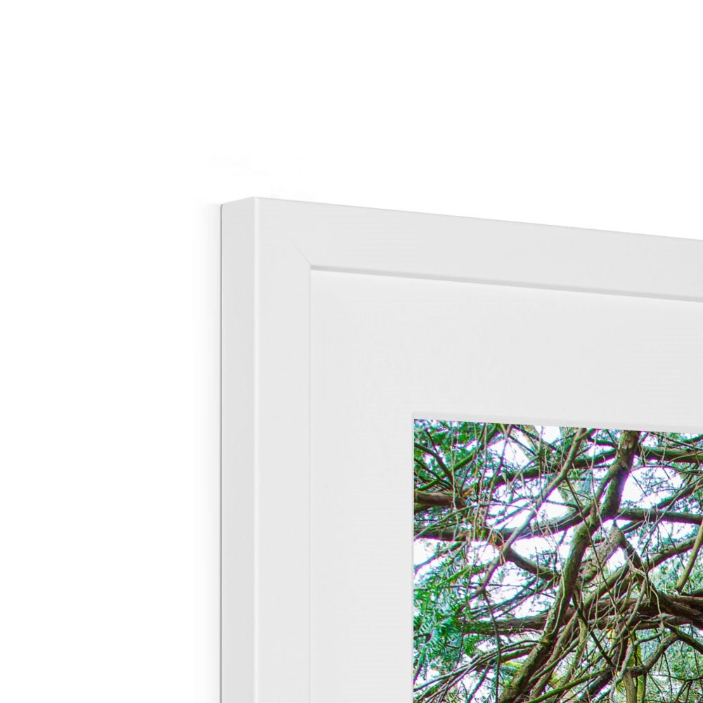 Yew guardian Framed & Mounted Print