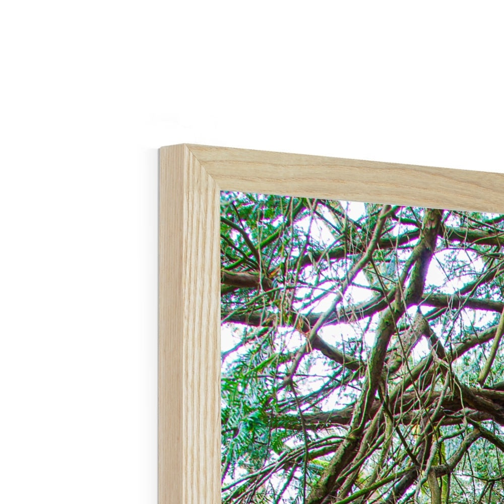 Yew guardian Framed Print