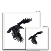 Raven 1 Budget Framed Poster