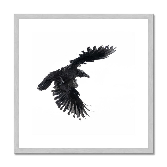 Raven 1 Antique Framed & Mounted Print