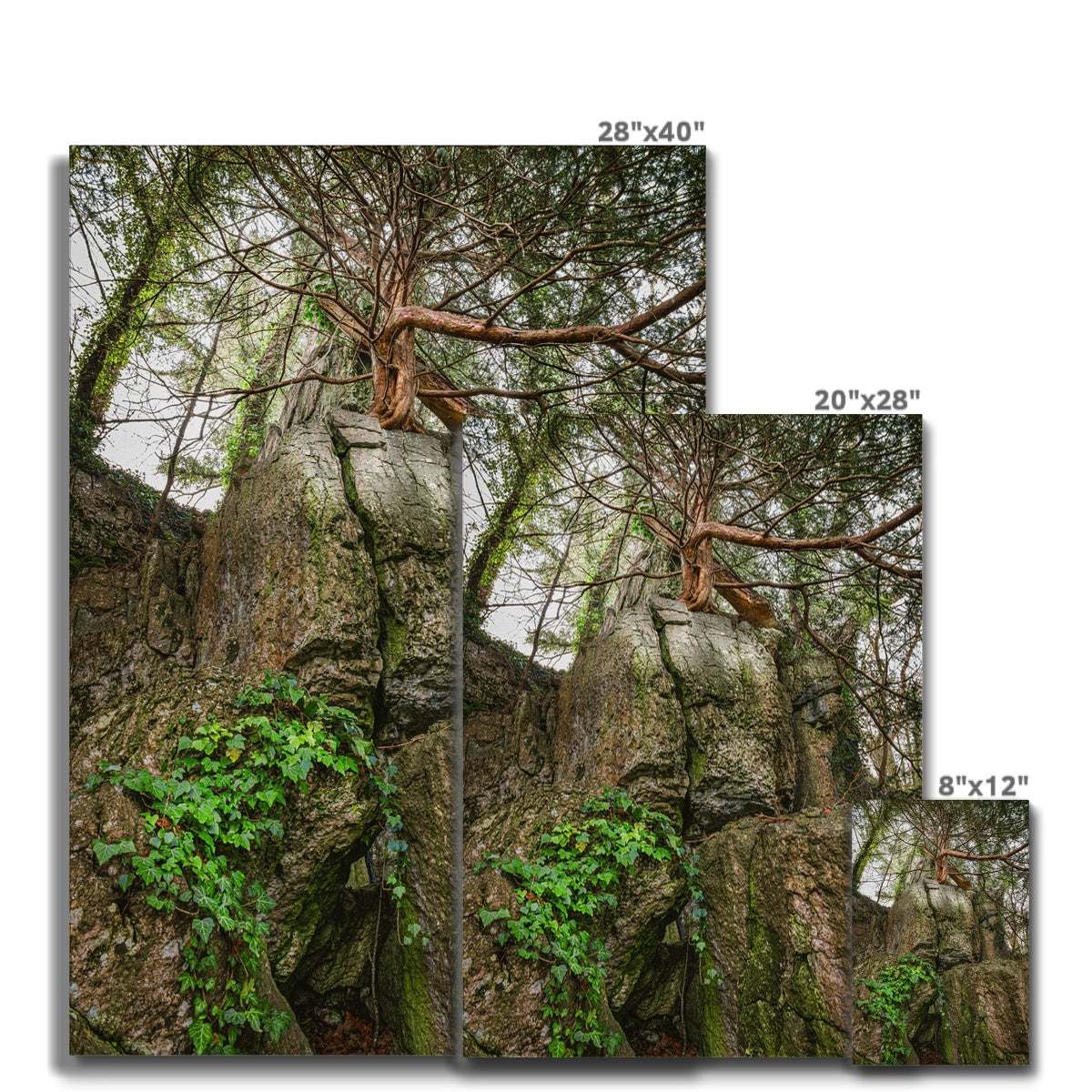Boulder and Yew Canvas