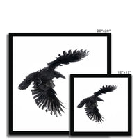 Raven 1 Framed Print