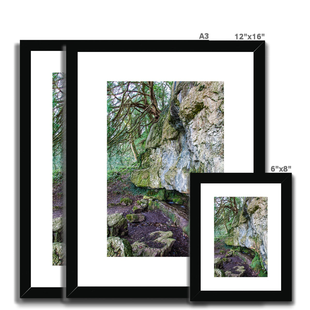 Yew guardian Framed & Mounted Print