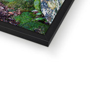 Yew guardian Framed Print