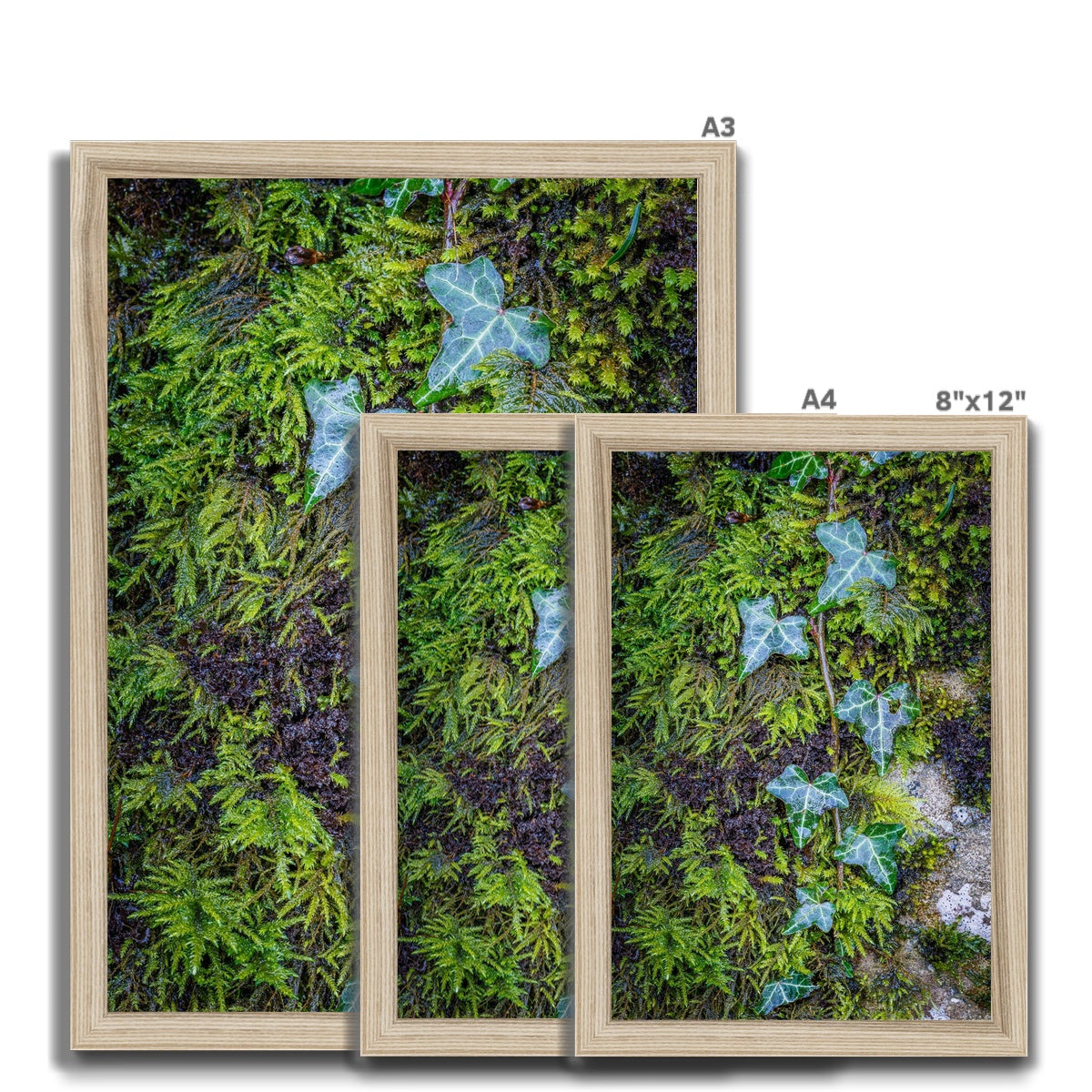 Ivy Clad Framed Print