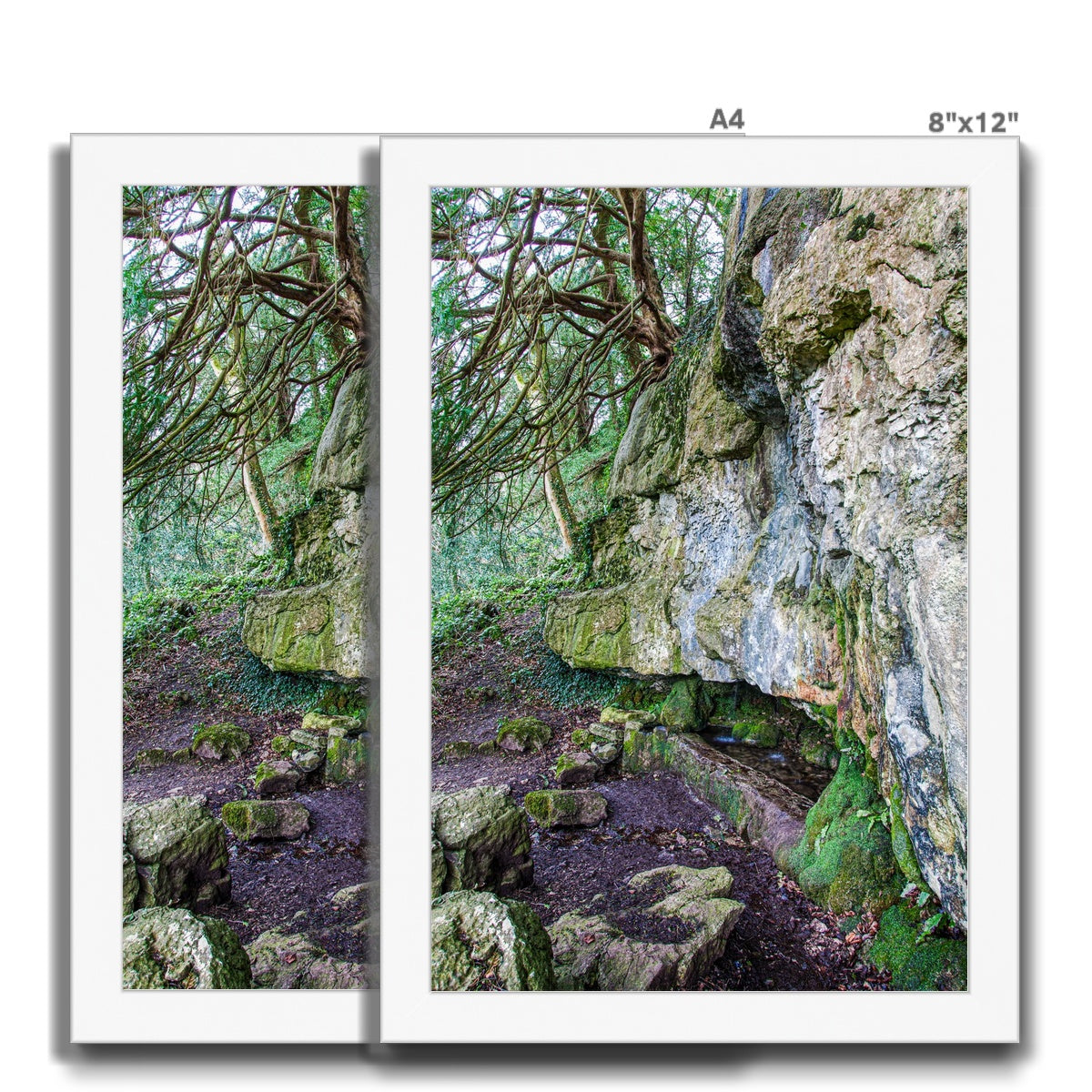 Yew guardian Framed Print