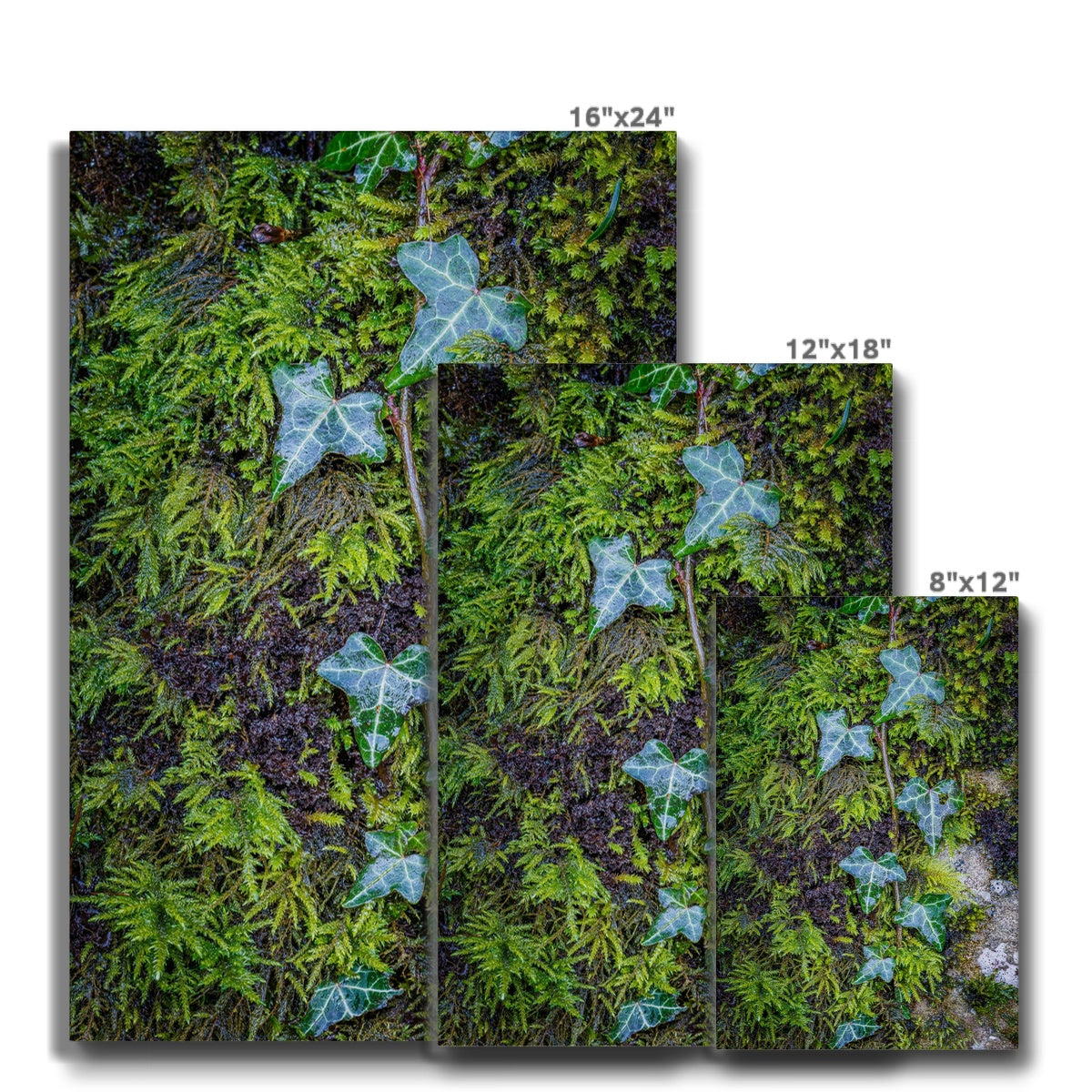 Ivy Clad Canvas