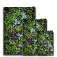 Ivy Clad Canvas