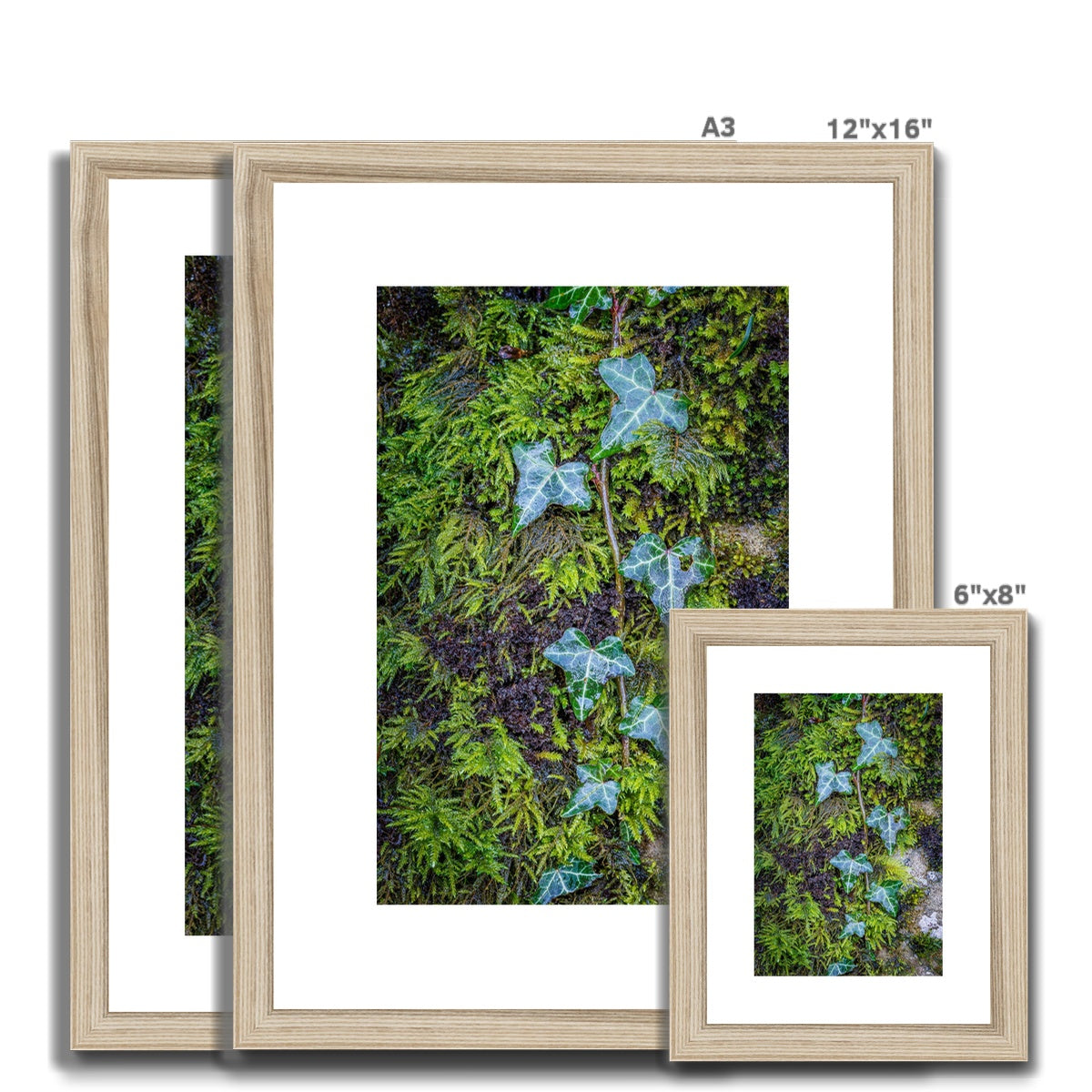 Ivy Clad Framed & Mounted Print
