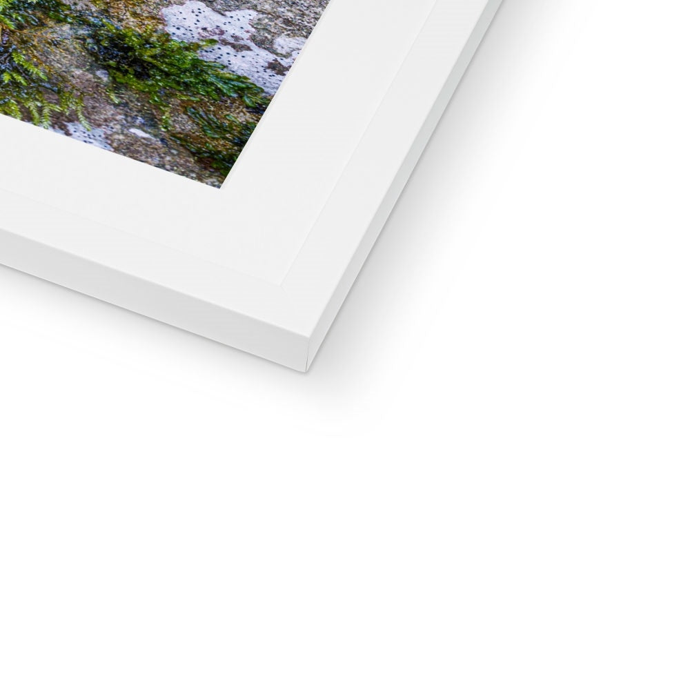 Ivy Clad Framed & Mounted Print