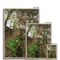 Boulder and Yew Framed Print