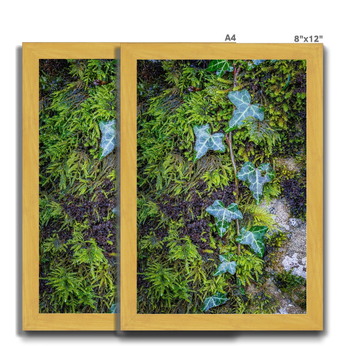 Ivy Clad Antique Framed Print