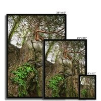 Boulder and Yew Framed Print
