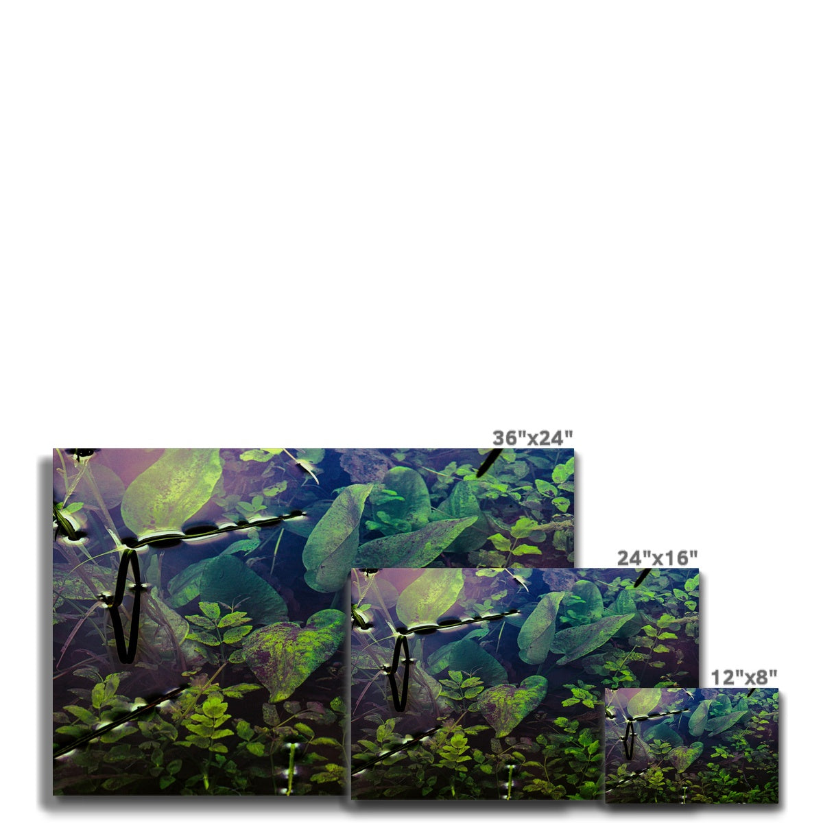 Sacred Pool Canvas