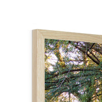 Woodwell Mystery Framed Print